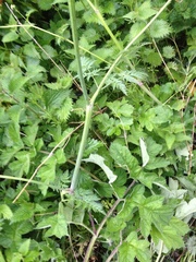 Anthriscus sylvestris