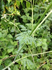 Anthriscus sylvestris