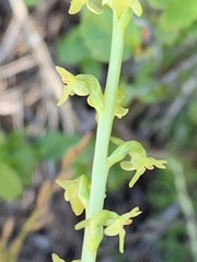 Platanthera cooperi
