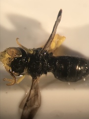 Calliopsis andreniformis