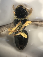 Calliopsis andreniformis