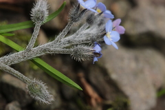 Myosotis