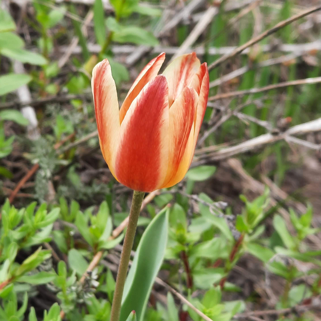 Water-lily tulip (Tulipa kaufmanniana)