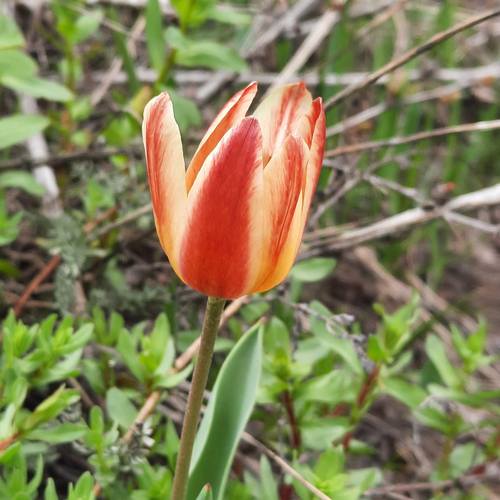 Water-lily tulip (Tulipa kaufmanniana)