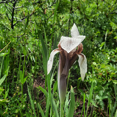 Iris korolkowii, photograph (c) Kudaibergen Amirekul, some rights reserved (CC BY-SA)