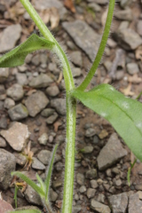 Myosotis