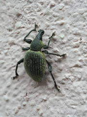 Otiorhynchus armadillo