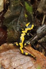 Salamandra salamandra