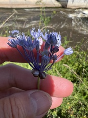 Allium caeruleum (Allium caeruleum)