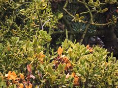 Phoradendron bolleanum