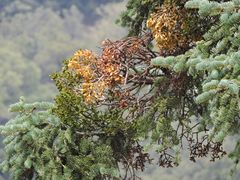 Phoradendron bolleanum