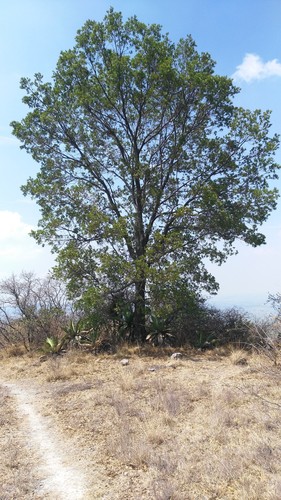 Quercus grahamii
