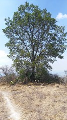 Quercus grahamii