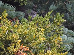 Phoradendron bolleanum