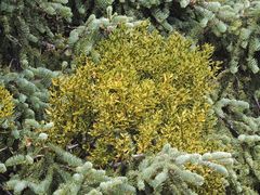 Phoradendron bolleanum