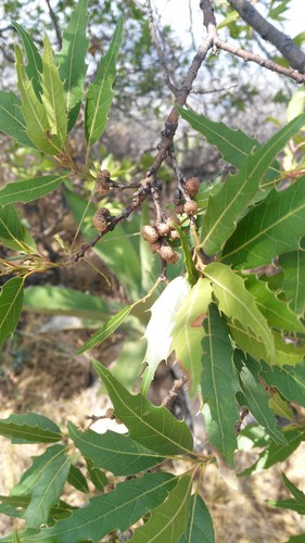 Quercus grahamii