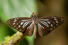 Parantica luzonensis