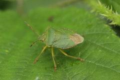 Palomena prasina