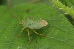 Palomena prasina