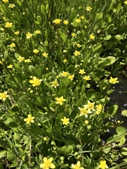 Ranunculus hydrocharoides