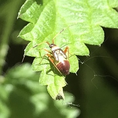 Closterotomus biclavatus