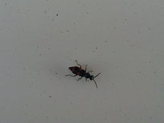 Anthocomus fasciatus