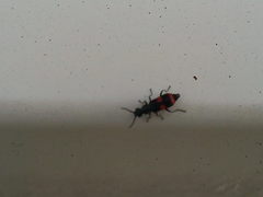 Anthocomus fasciatus