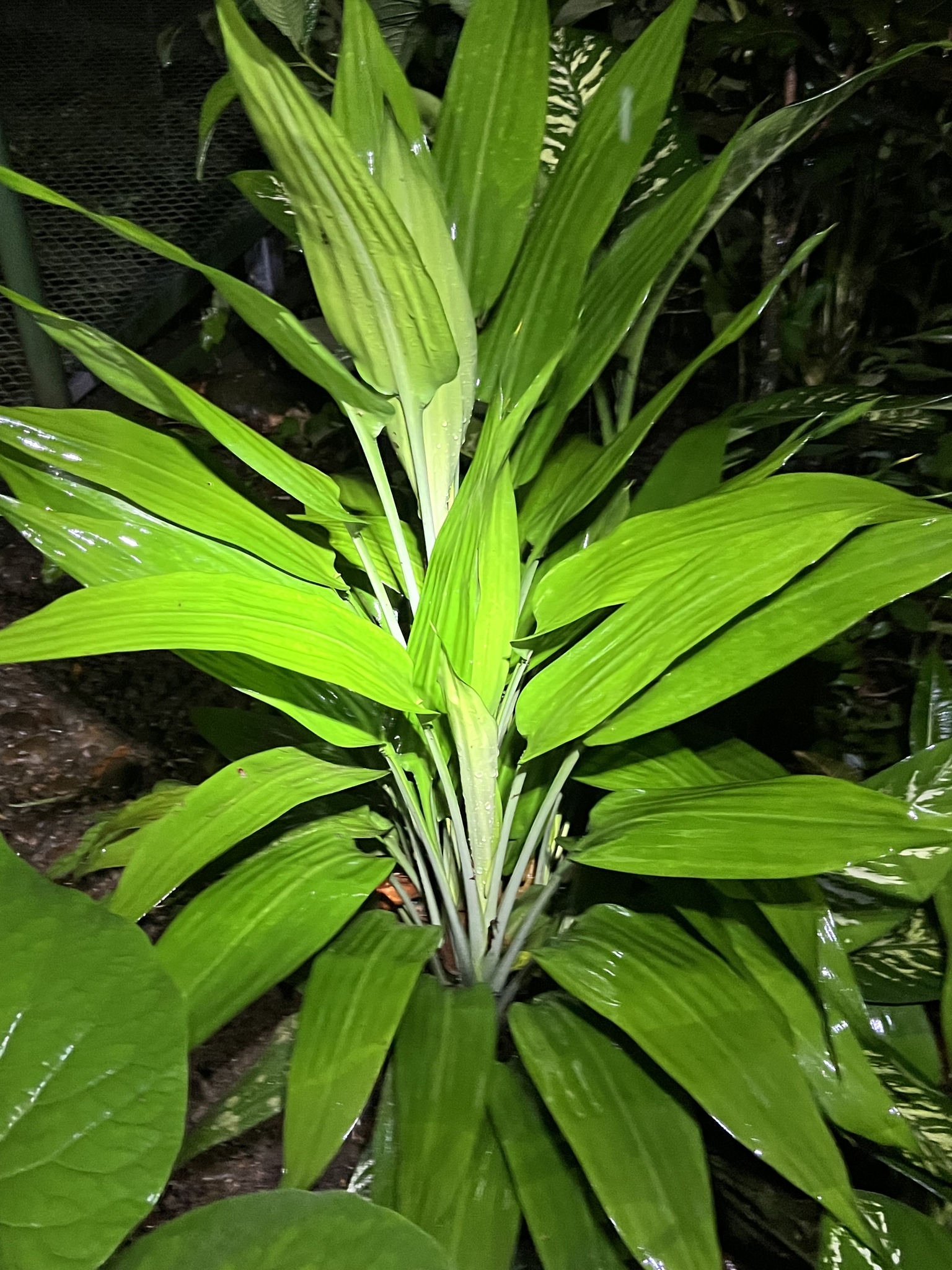 giant dracena Dracaena Marginata Cane