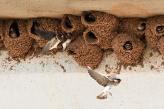 American Cliff Swallow photo 6