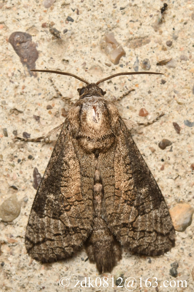 Deserticossus tsingtauana