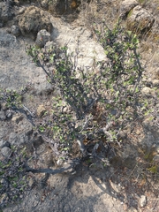 Malacomeles denticulata