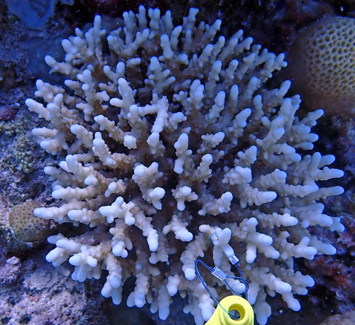 Acropora squarrosa observed 2024-07-02