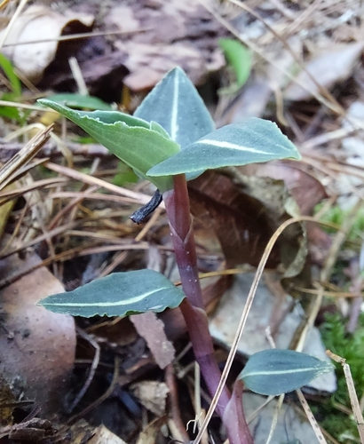 Image of Goodyera velutina by (c) Jason, some rights reserved (CC BY)