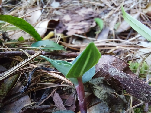 Image of Goodyera velutina by (c) Jason, some rights reserved (CC BY)