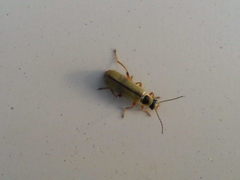 Metacantharis clypeata