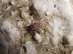 Lacinius horridus