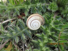 Helicella itala