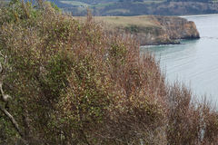 Olearia fragrantissima