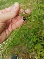 Chrysolina oricalcia