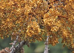 Phoradendron bolleanum