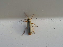 Metacantharis clypeata