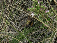 Bombus robustus