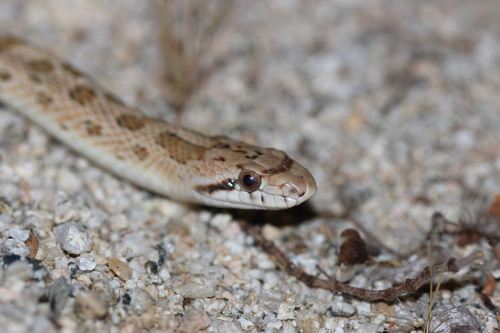 Western Glossy Snake