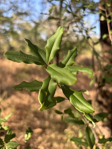 Ozoroa obovata gomesiana