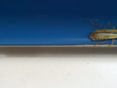 Metacantharis clypeata