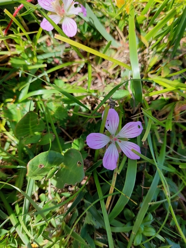 Geranium hayatanum (Geranium hayatanum)