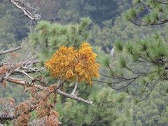 Phoradendron bolleanum