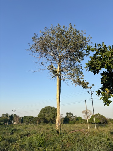 tall-boy star-chestnut
