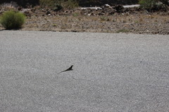 Sceloporus uniformis