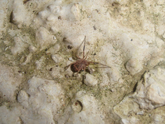 Lacinius horridus
